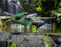 kuala-lumpur-bird-park