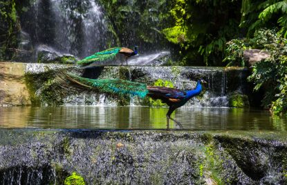 kuala-lumpur-bird-park