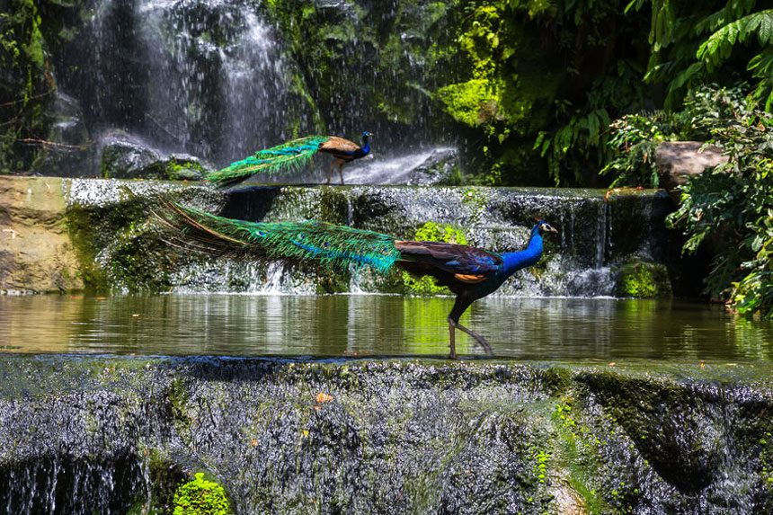 Interact with furry friends at KL Bird Park