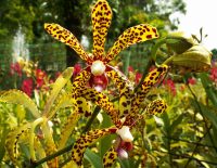 kuala-lumpur-lake-gardens