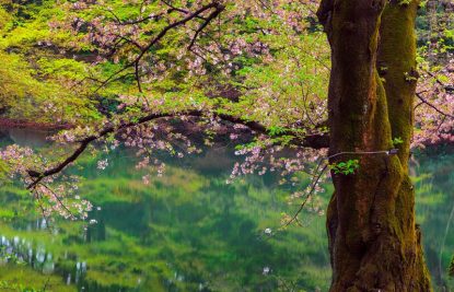 shinjuku-gyoen-national-garden-tokyo