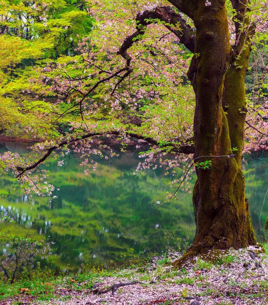 Enjoy greenery at Shinjuku Gyoen National Garden