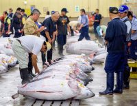 tsukiji-fish-market-tokyo