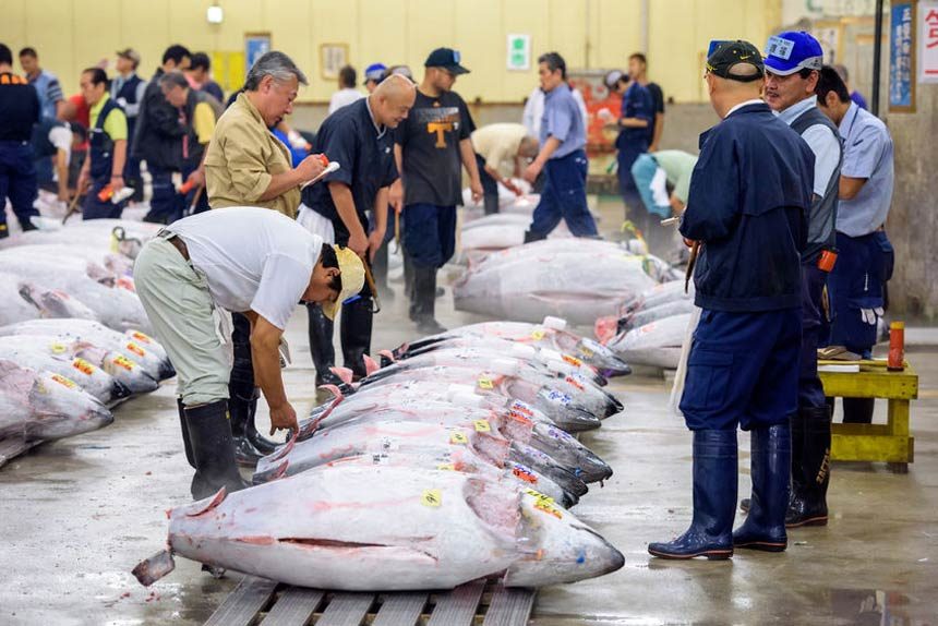 Explore and eat sushi at Tsukiji Fish Market