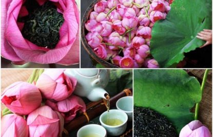 lotus-tea-hanoi